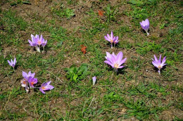 Colchicum lusitanicum